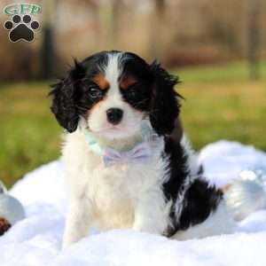 Benjie, Cavalier King Charles Spaniel Puppy